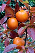 JAPANESE PERSIMMON (DIOSPYROS)