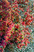 BERBERIS THUNBERGII
