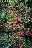 COTONEASTER MICROPHYLLUS