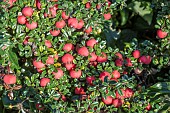 COTONEASTER MICROPHYLLUS