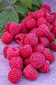 RASPBERRY DRISCOLLS  CARMINA