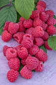 RASPBERRY DRISCOLLS  CARMINA