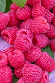 RASPBERRY DRISCOLLS  CARMINA