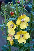 VERBASCUM CRETICUM