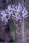 NERINE FLEXUOSA