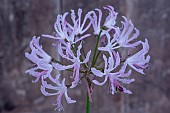 NERINE FLEXUOSA