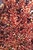 COPROSMA INFERNO