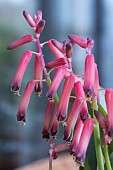 LACHENALIA  BULBIFERA