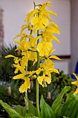 CALANTHE STRIATA