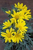 EURYOPS PECTINATUS