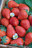 STRAWBERRY FAVORI