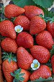 STRAWBERRY FAVORI