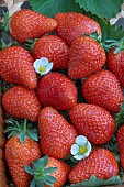 STRAWBERRY FAVORI