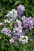 HESPERIS MATRONALIS