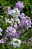 HESPERIS MATRONALIS