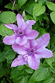 CLEMATIS HAGLEY HYBRID