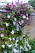 CLEMATIS SODERTALJE & SEA BREEZE