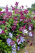 CLEMATIS SIDERTALJE & SEA BREEZE