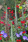 DIGITALIS PARVIFLORA MILK CHOCOLATE