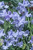 LATHYRUS PETER SEABROOK