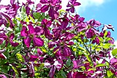 CLEMATIS SODERTALJE