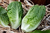 LETTUCE COSBERG