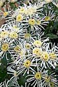 CHRYSANTHEMUM VESUVIO GREEN