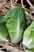 LETTUCE COSBERG