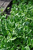 NEW ZEALAND SPINACH