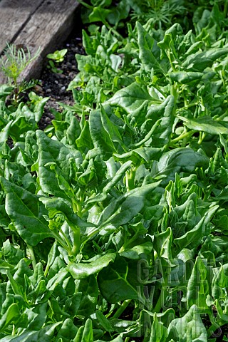 NEW_ZEALAND_SPINACH