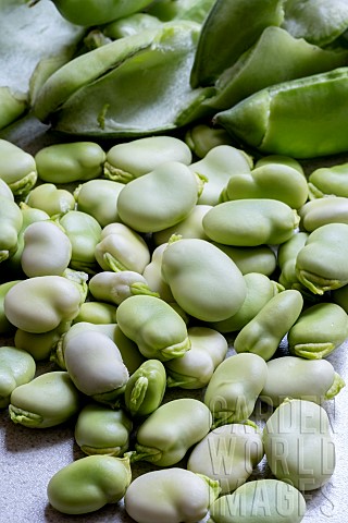 BROAD_BEANS_SHELLED