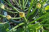 COURGETTE BEST OF BRITISH