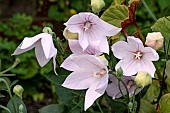 PLATYCODON GRANDIFLORUS  PERMUTTERSHALE