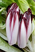 RED CHICORY