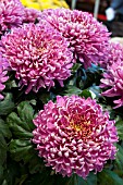 CHRYSANTHEMUM BISLET