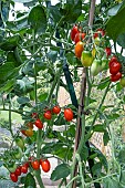 TOMATO  CELANO