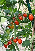 TOMATO CELANO
