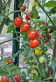 TOMATO CELANO