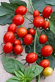 TOMATO CELANO