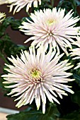 CHRYSANTHEMUM ANASTASIA STAR PINK