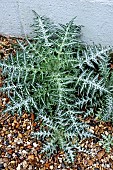 GALACTITES TOMENTOSA