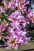 RHODODENDRON SNIPE