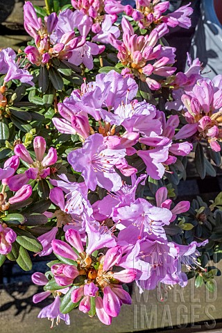 RHODODENDRON_SNIPE