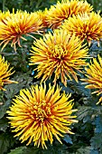 CHRYSANTHEMUM ZANMUS AFFI SAFFINA