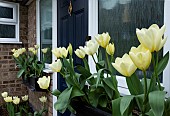WINDOW BOXES SPRING TULIPS PURISSIMA