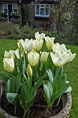 TULIPA PURISSIMA