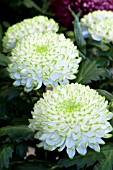 CHRYSANTHEMUM ZAMBIA LIME