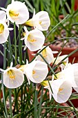 NARCISSUS WHITE PETTICOAT