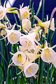 NARCISSUS ARTIC BELLS