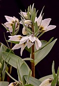 FRITILLARIA BAISUNENSIS